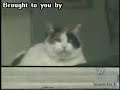 Scuba Cat