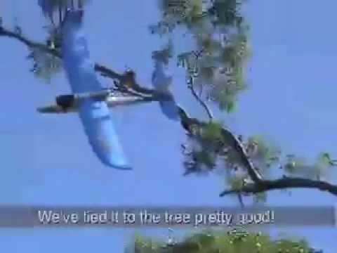 RC Plane Crash into tree - rescue ...