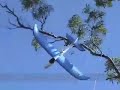 RC Plane Crash into tree - rescue efforts RC Plane Crash into tree - rescue efforts