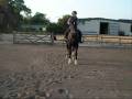 videos de Jan - 10 year old Warmblood gelding