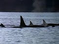 The killer whales