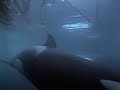 The killer whales The killer whales