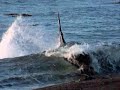 The killer whales