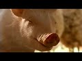 Babe el cerdito Valiente