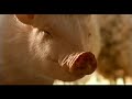 Babe el cerdito Valiente