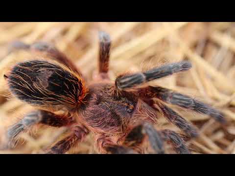 YouTube reptile video