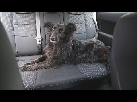 Hundegurt fürs Auto