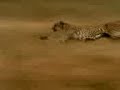 Corre neli�o!!!!!!
