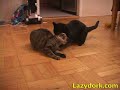 Cat Fight!
