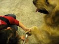 Dino the Golden Retriever - My First DIY Bath @ Go Spa