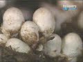 Asi Se Hace - Hongos (LECG)