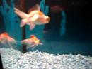Pair Chinese Red/White Tancho Dragonfish Dragoneye Goldfish Pair Chinese Red/White Tancho Dragonfish Dragoneye Goldfish
