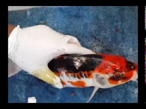 how to cure koi pox