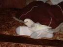 Goffins and birds Goffins and birds