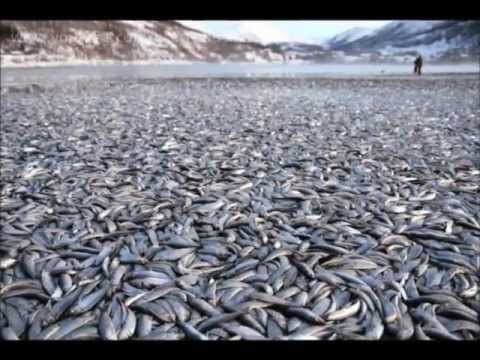 Watch this and you will know we're in END TIMES!