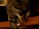 My funny kitty My funny kitty