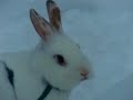 2-chickens-break-up-rabbit-fight.html