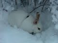 my rabbit pumpuli loves snow, as you soon can see...! :d