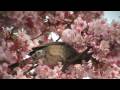 Click here to watch this video 桜と野鳥 (Cherry Blossoms  Birds)