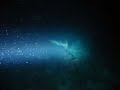 Agressive Barracuda During Aur Night Dive