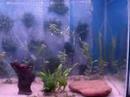 Fase 1 - Aquario Plantado 1º diaby Rachid & Giardini 