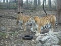 Tygrysy syberyjskie - Nowe ZOO Poznań