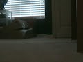 Krazy Kitty