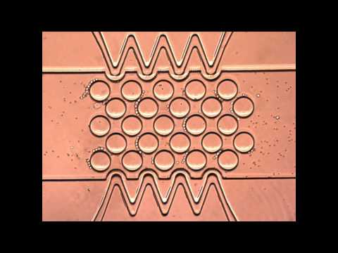 how to isolate blood cells