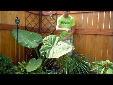 gigantea - This is My Colocasia Gigantea (Thailand Giant) It is July 2012 and it is growing like a weed it really has more than doubled in size since last last month. :...