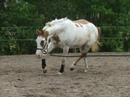 paint horse mare glorious pebbles zowie
