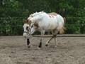 paint horse mare glorious pebbles zowie