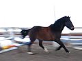 timmy-free-jumping.html