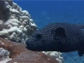 sex sexe avec un holoturie a noumea