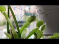 une dion�e d�vore lentement une pauvre araign�e.

a dionea is eating a poor spider.