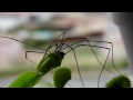une dion�e d�vore lentement une pauvre araign�e.

a dionea is eating a poor spider.