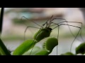 une dion�e d�vore lentement une pauvre araign�e.

a dionea is eating a poor spider.
