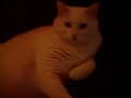 Willow the Earth Keeper Cat Part 3: Reduce Global Warming Willow the Earth Keeper Cat Part 3: Reduce Global Warming
