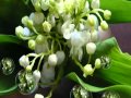Le muguet du 1er Mai