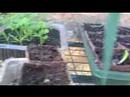 My Veggie Garden