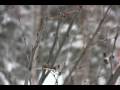 Alliteration snowboard Teaser Alliteration snowboard Teaser