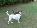 Boone...dog gone wild