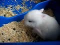 b�b� lapinou blanc