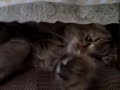 under the table