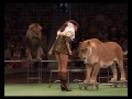 Аттракцион Сквирскских - Львы Африки (2011)