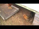Check out my my big cock