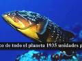 S.O.S MARE NOSTRUM