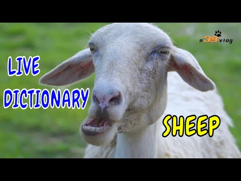 Con Cừu 3 - Live Dictionary