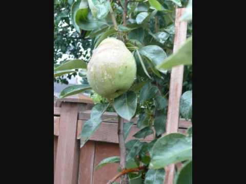 How to Plant Dwarf Fruit Trees Orchard in Container Gardening
