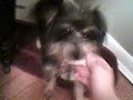 Click here to watch this video Pippi from the shelter