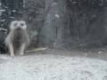 videos de Meerkats